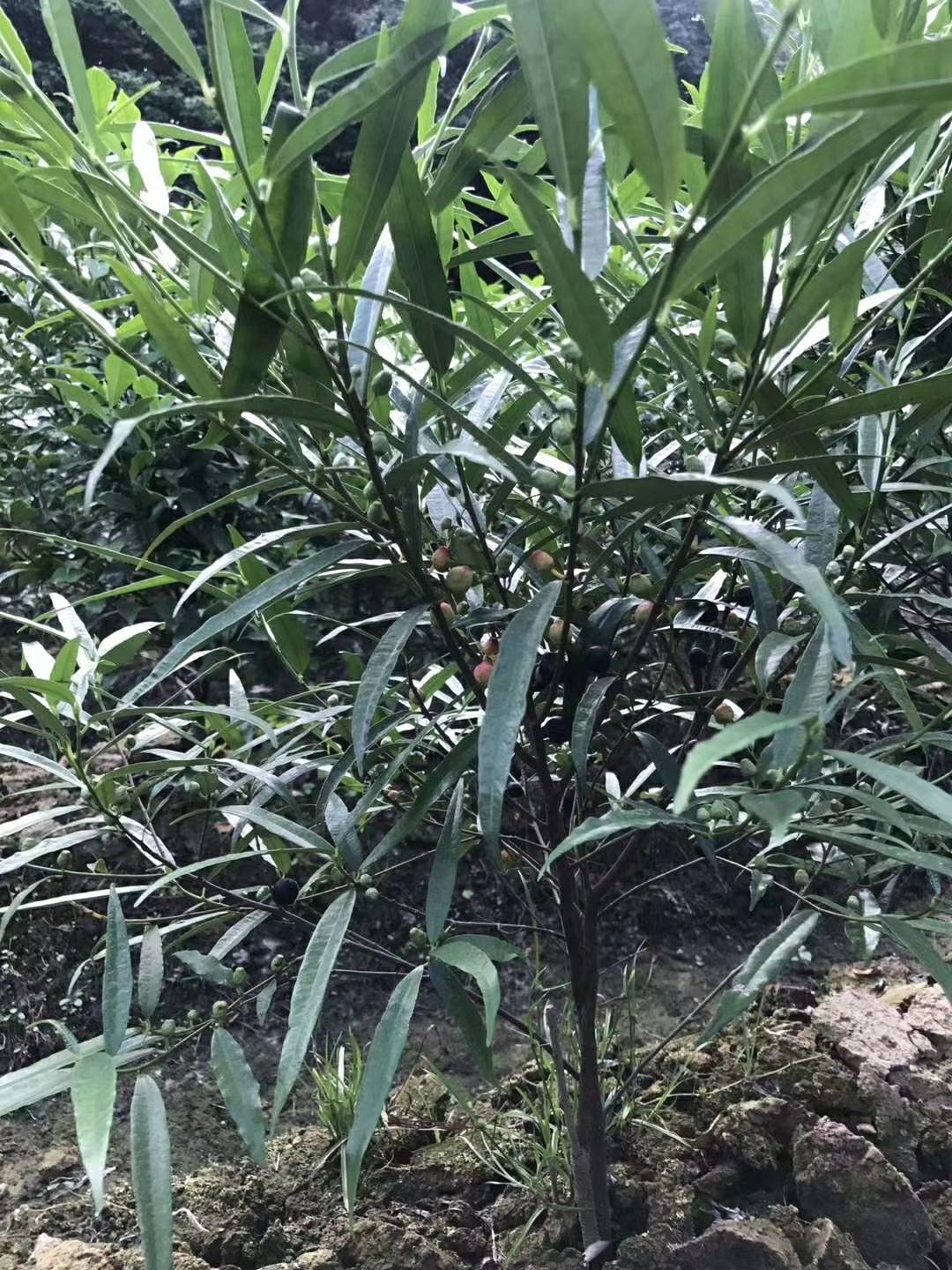 白花白芨苗 白花牛奶根苗