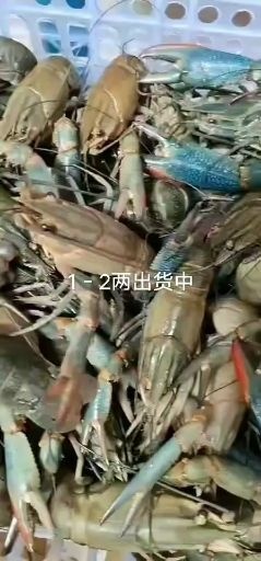 海口澳洲淡水龙虾  淡水澳洲龙虾