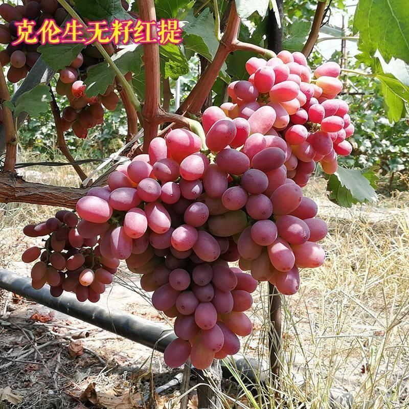克伦生葡萄苗 克伦生无籽红葡萄苗自家育苗品种纯度高南北方均可种【极力推荐】