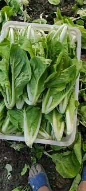 南通上海青  出售江苏南通大棚蔬菜