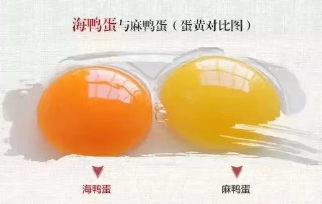 海鸭蛋  广西北部湾红树林烤鲜香流油正宗北海特产
