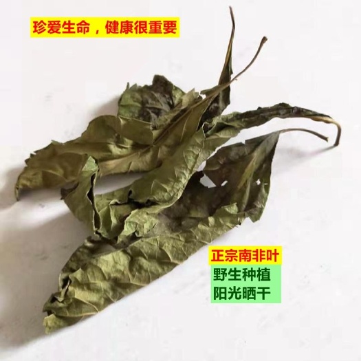 来宾南非叶茶  南非叶又称将军叶/药王叶/大苦叶自然晒干干叶