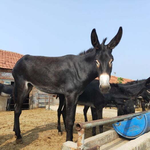 毛驴  成年肉馿馿苗便宜出售，质量好价格低免费运输