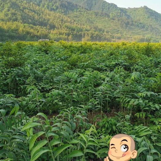安化县姜形黄精 中国多花黄精之乡安化黄精基地直发