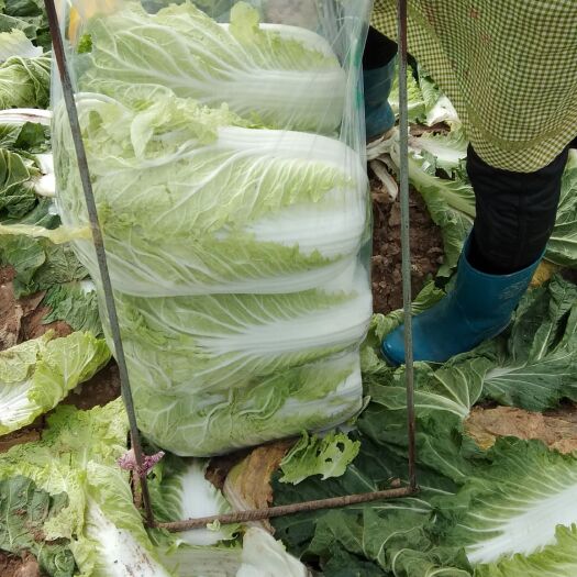 夏邑县青杂三号白菜  大量白菜上市