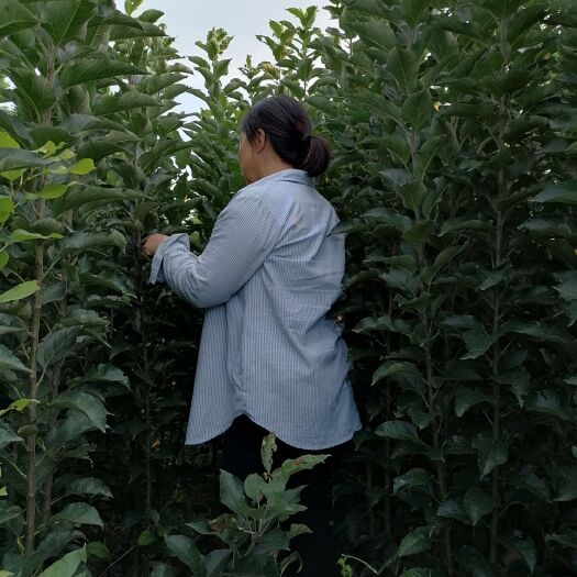 深州市中秋王苹果树苗 