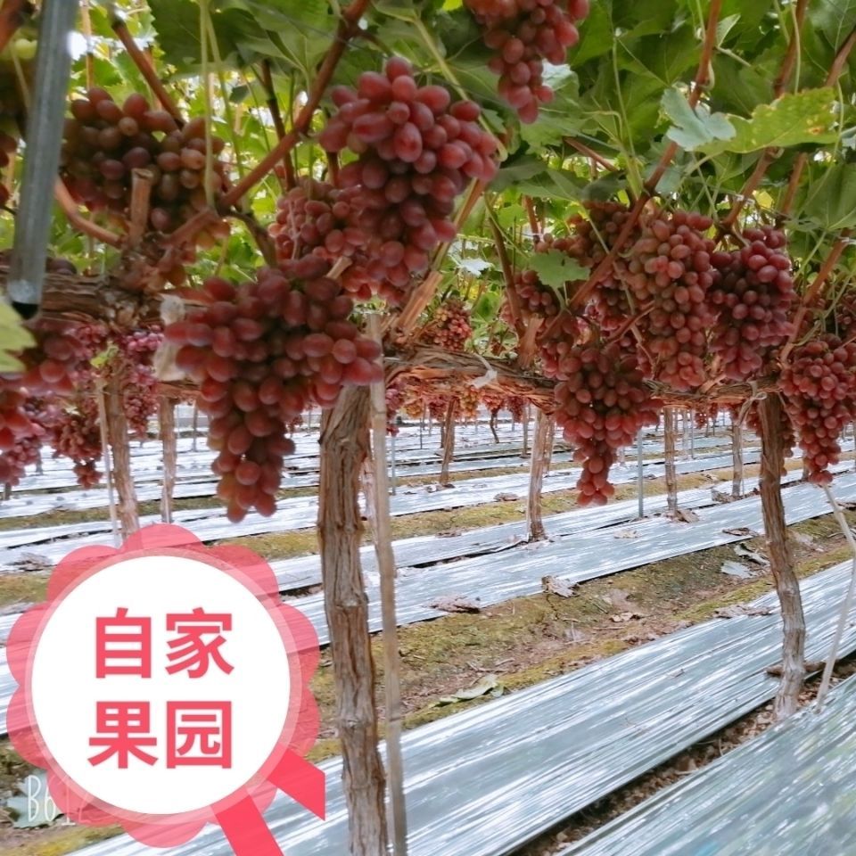 克伦生葡萄苗 克伦生无籽红葡萄苗自家育苗品种纯度高南北方均可种【极力推荐】