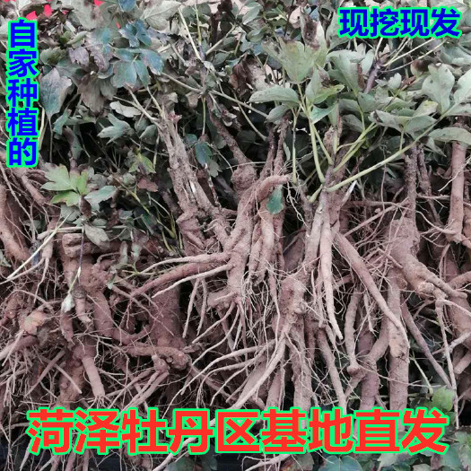菏泽观赏牡丹  包对版包回收基地直发一年嫁接苗两年苗3年苗