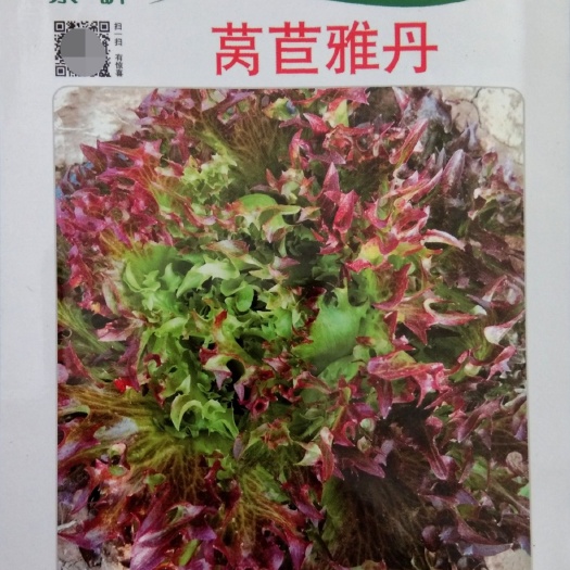 常德10克京研 莴苣雅丹  紫色甜脆生菜种子