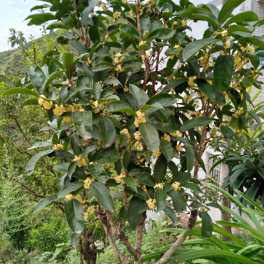 波叶金桂  黄金桂花树，八月桂。