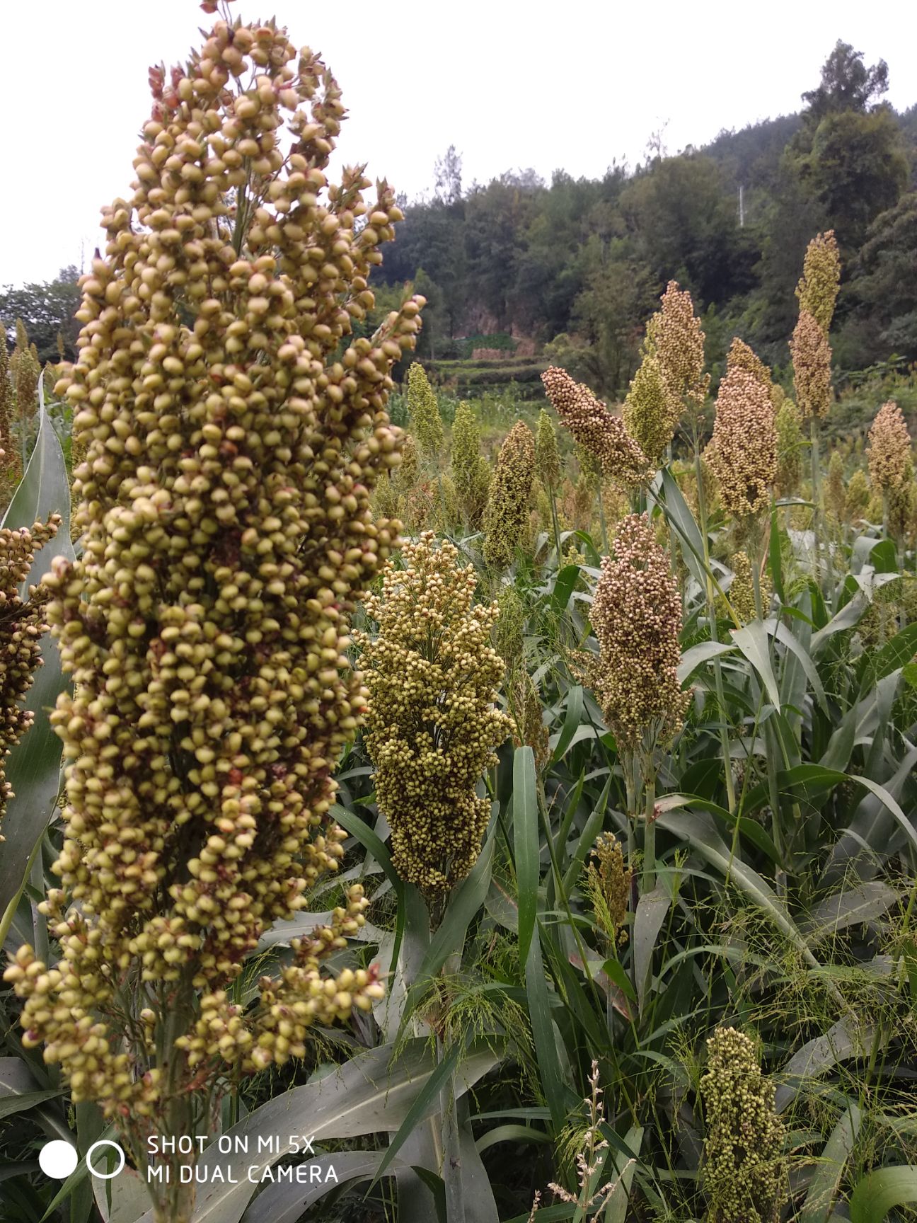红糯25号高粱 高山酿酒专用高粱，出酒率，大约30000斤，明年产量会增