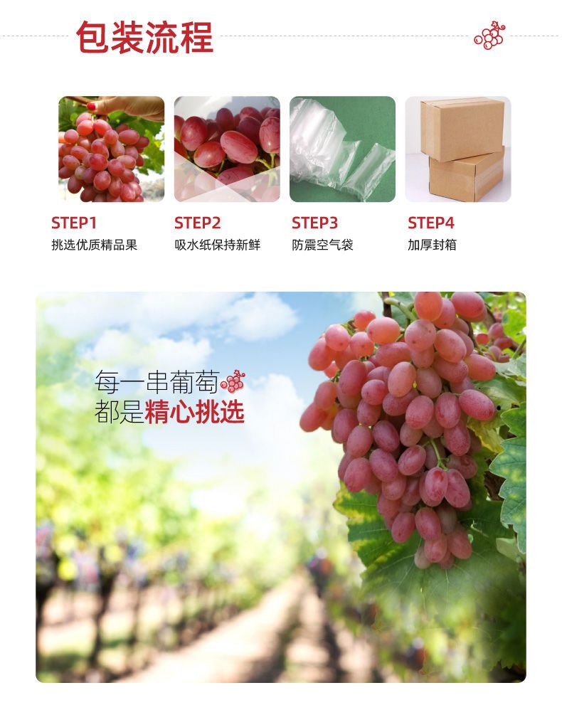 克伦生葡萄苗 克伦生无籽红葡萄苗自家育苗品种纯度高南北方均可种【极力推荐】
