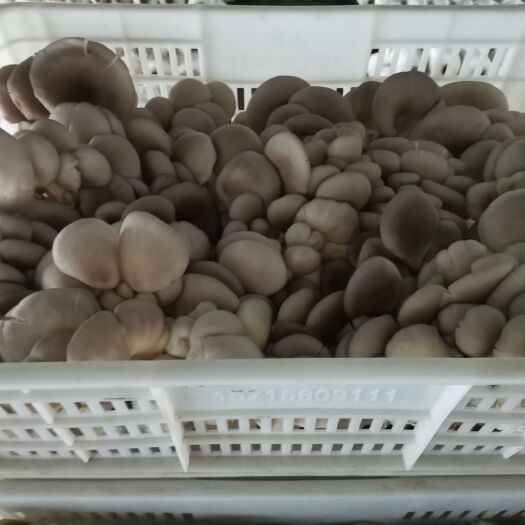 湘阴县大量供应鲜平菇精品平菇以大量上市价格合理诚信经营