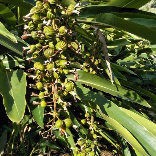 罗甸县绿壳砂 贵州高山香砂仁，货源充足有需要做这方面香料的老板联系一下