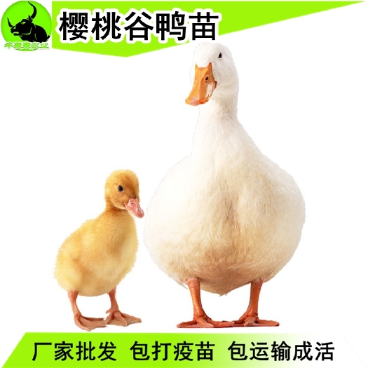 贵阳 樱桃谷白鸭苗麻鸭苗火鸭苗杂交鸭苗