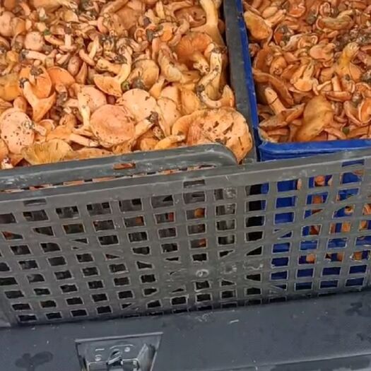 德江县蘑菇 本人诚信为本！顾客至上！