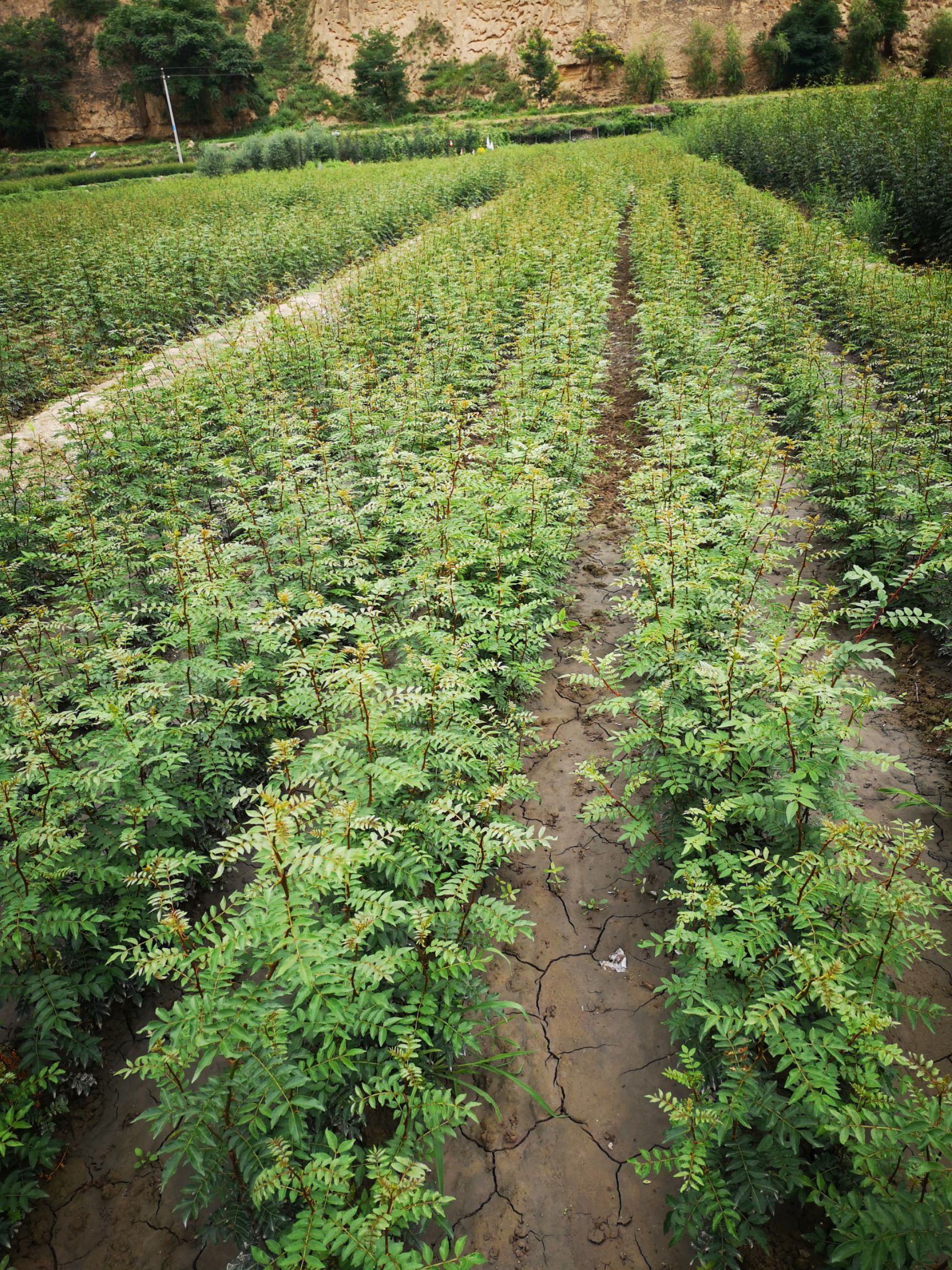 我刚发布了新供应信息[无刺花椒苗 纯真无刺花椒],想要货的老板欢迎找