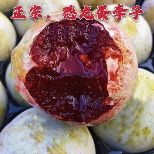 平邑县杏李苗  新品种嫁接李子苗 杏李恐龙蛋李子树苗 南方北方种植