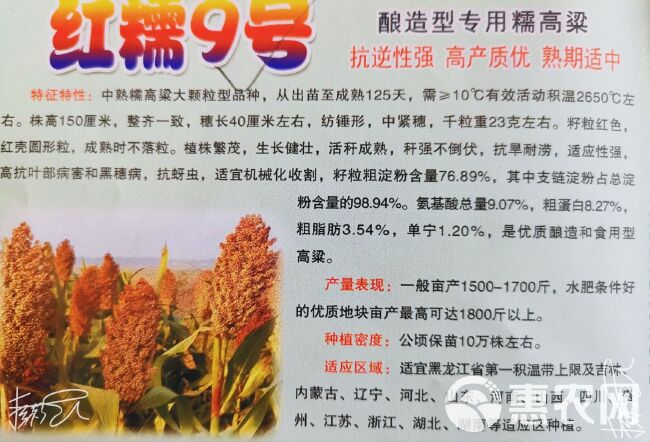 高粱种子红糯46号高粱种子  糯高粱种子高产新品种