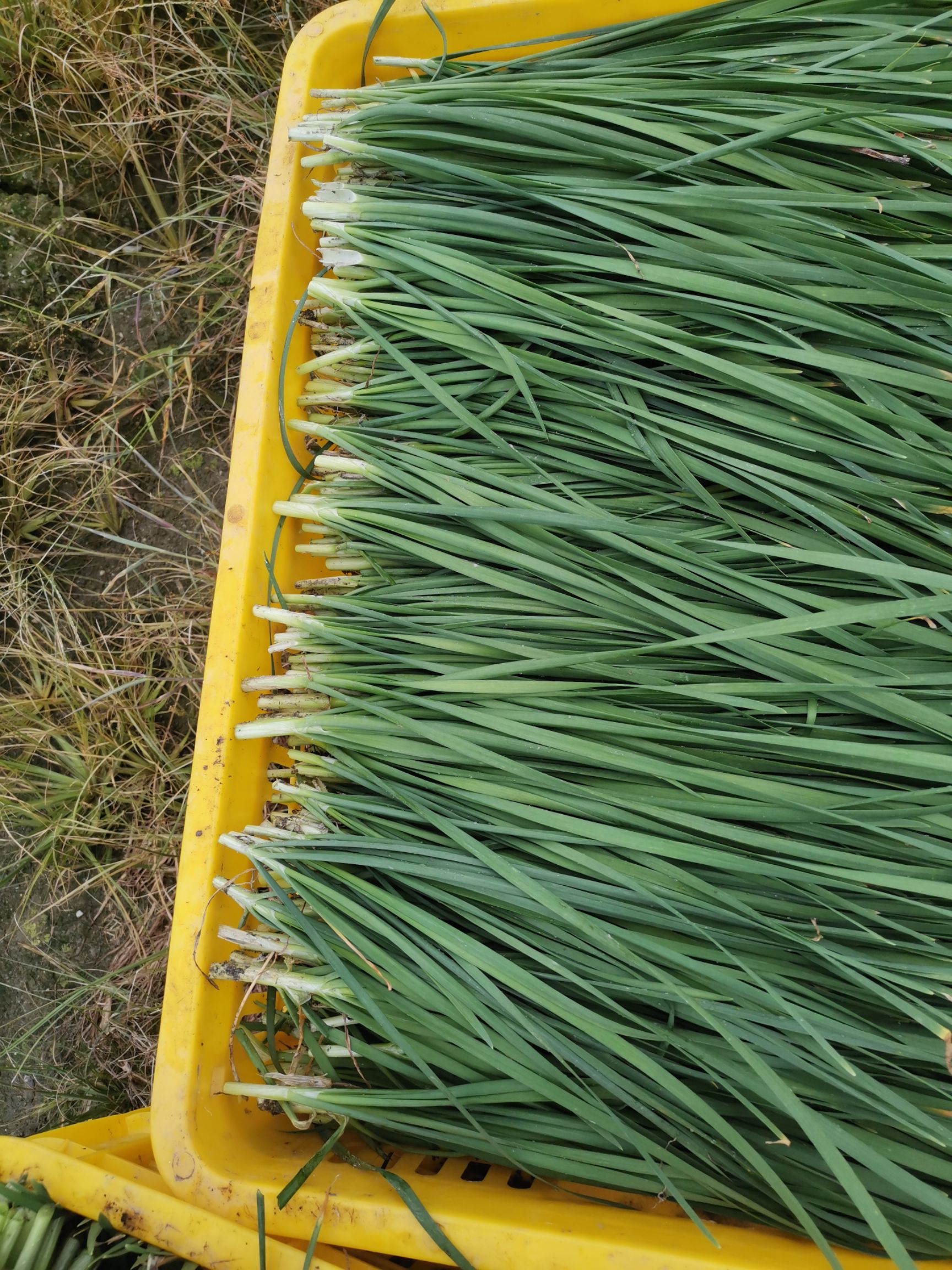 四季青翠f1韭菜 香,甜,脆