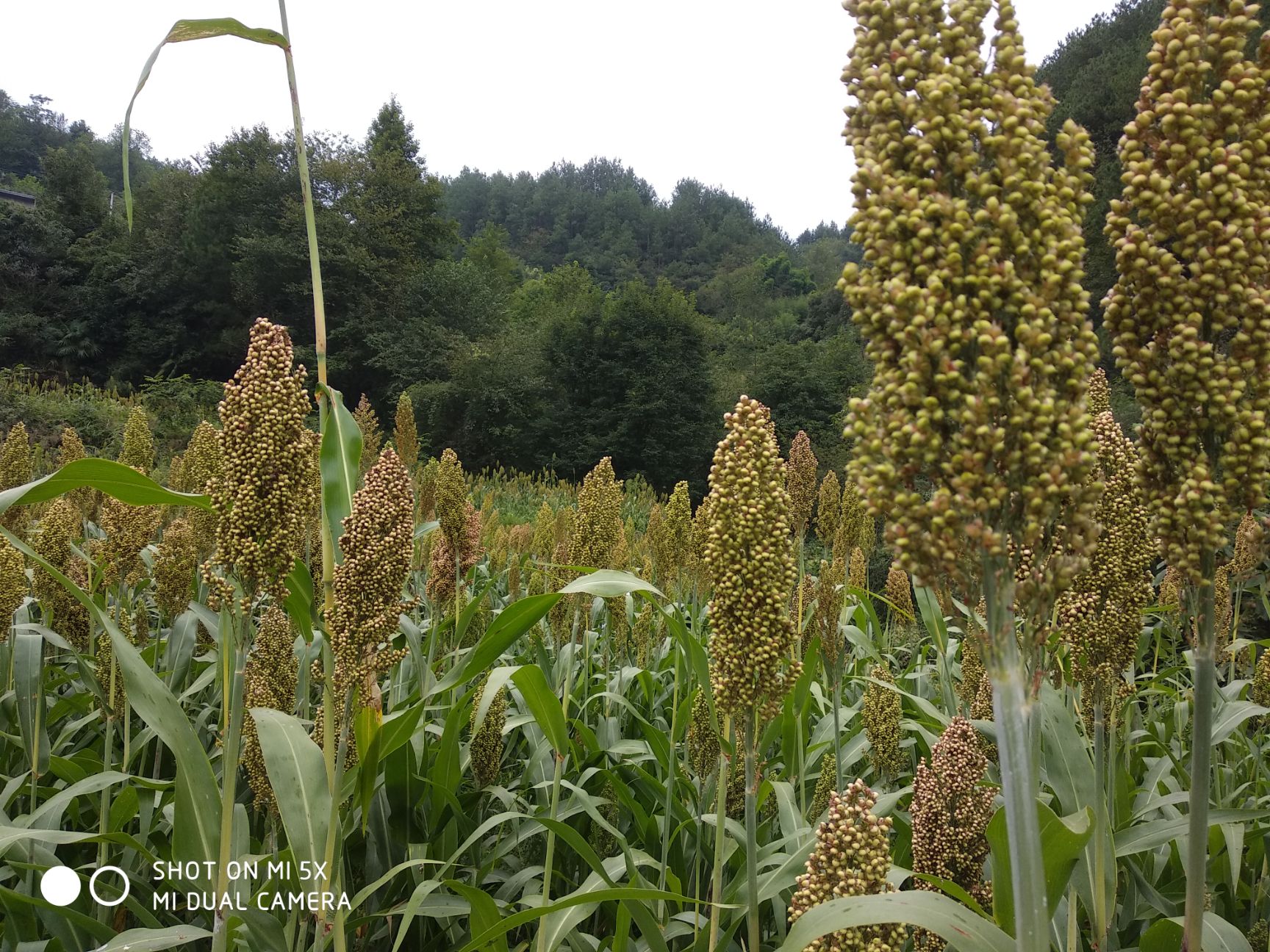 红糯25号高粱 高山酿酒专用高粱，出酒率，大约30000斤，明年产量会增