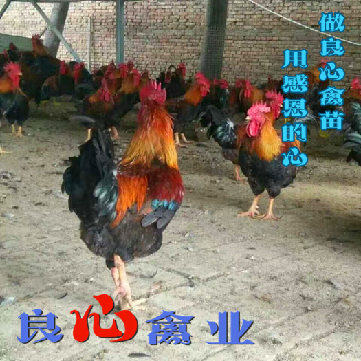 衡阳清远2号麻鸡苗厂家直卖清远麻鸡苗另有灵山土鸡苗黄土鸡苗青脚鸡