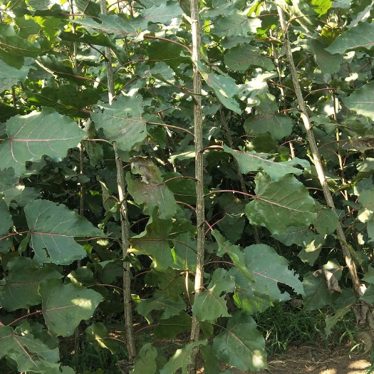 高青县无絮杨既能做景观树，而又能做经济林，生长速度快，当年收益