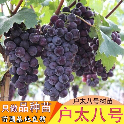 平邑县户太八号葡萄苗 沪太八号嫁接葡萄苗自家育苗品种纯度高南北方均可植成活率高
