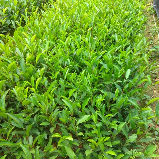 饶平县凤凰单丛茶苗  凤凰单枞茶苗(白叶、乌叶、鸭屎等各品种