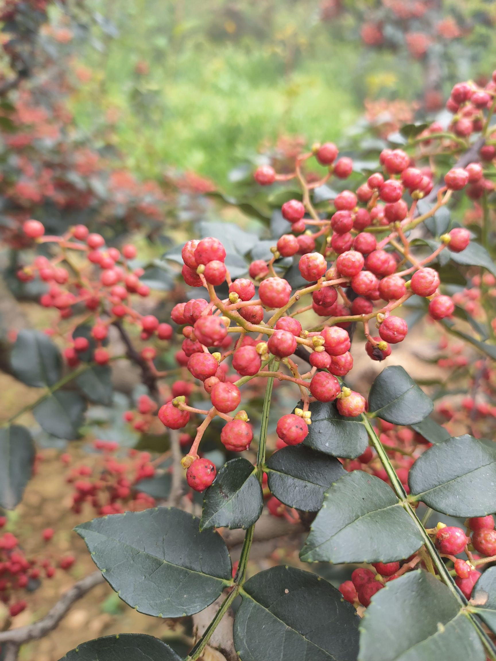 富平狮子头花椒 富平花椒(齐椒)