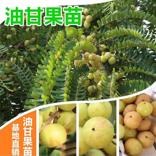 灵山县余甘果苗 大肉牛甘果 嫁接红肉余甘果树苗 新品种包邮热销中