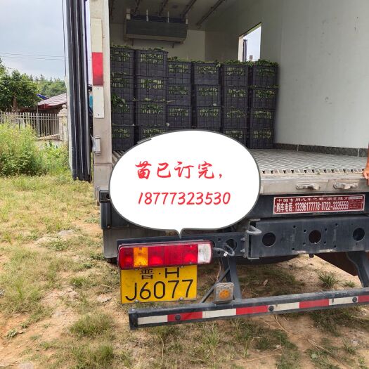 兴安县脱毒草莓苗少量余苗
