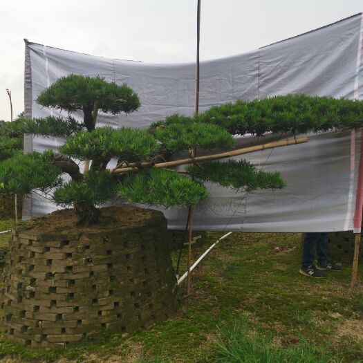 佛山中叶罗汉松  临水罗汉松
