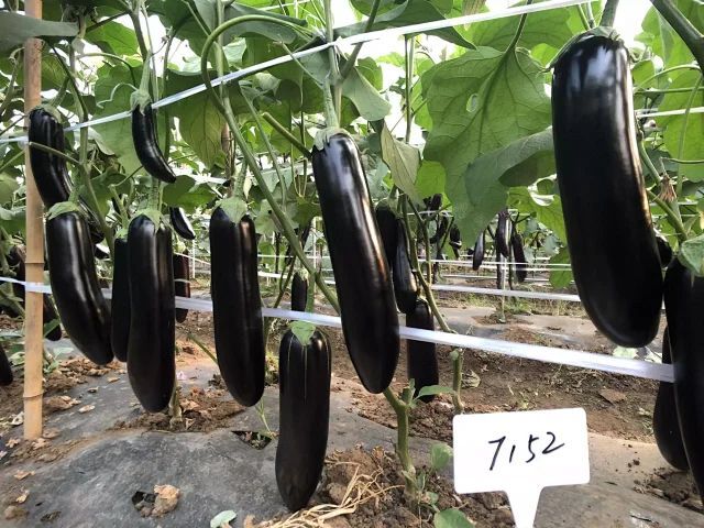 宜昌茄子种子7152绿萼黑长茄种子早熟耐高温果色黝黑油亮货架期长