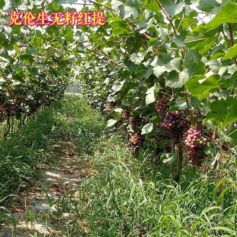 克伦生葡萄苗 克伦生无籽红葡萄苗自家育苗品种纯度高南北方均可种【极力推荐】