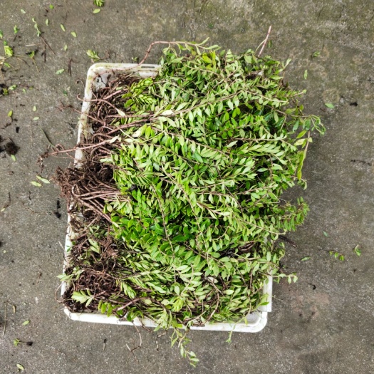  鲜垂盆草、软肝草，食疗保肝