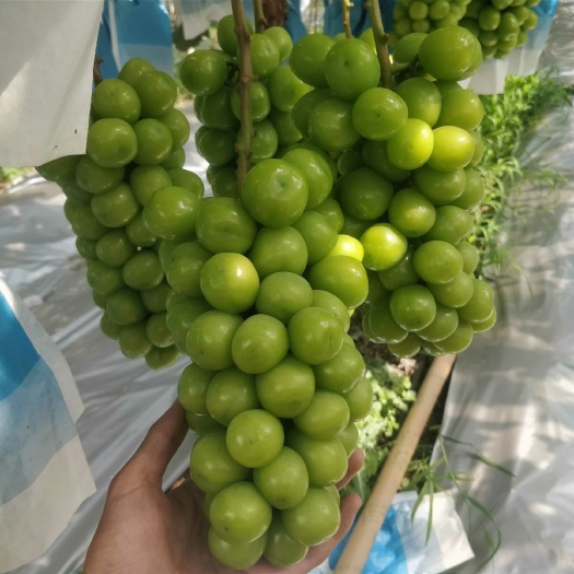 莱西市阳光玫瑰葡萄苗  丰产、稳产, 大粒, 抗病, 耐贮性好,