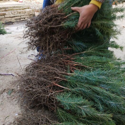 汝南县出售 雪松小苗 圣诞树 雪松一米到八米雪松价格美丽 树形好
