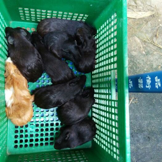 博白县荷兰鼠  荷兰猪