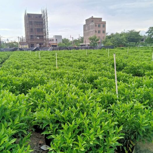 普宁市 非洲茉莉