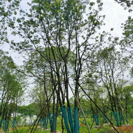 益阳 丛生香樟