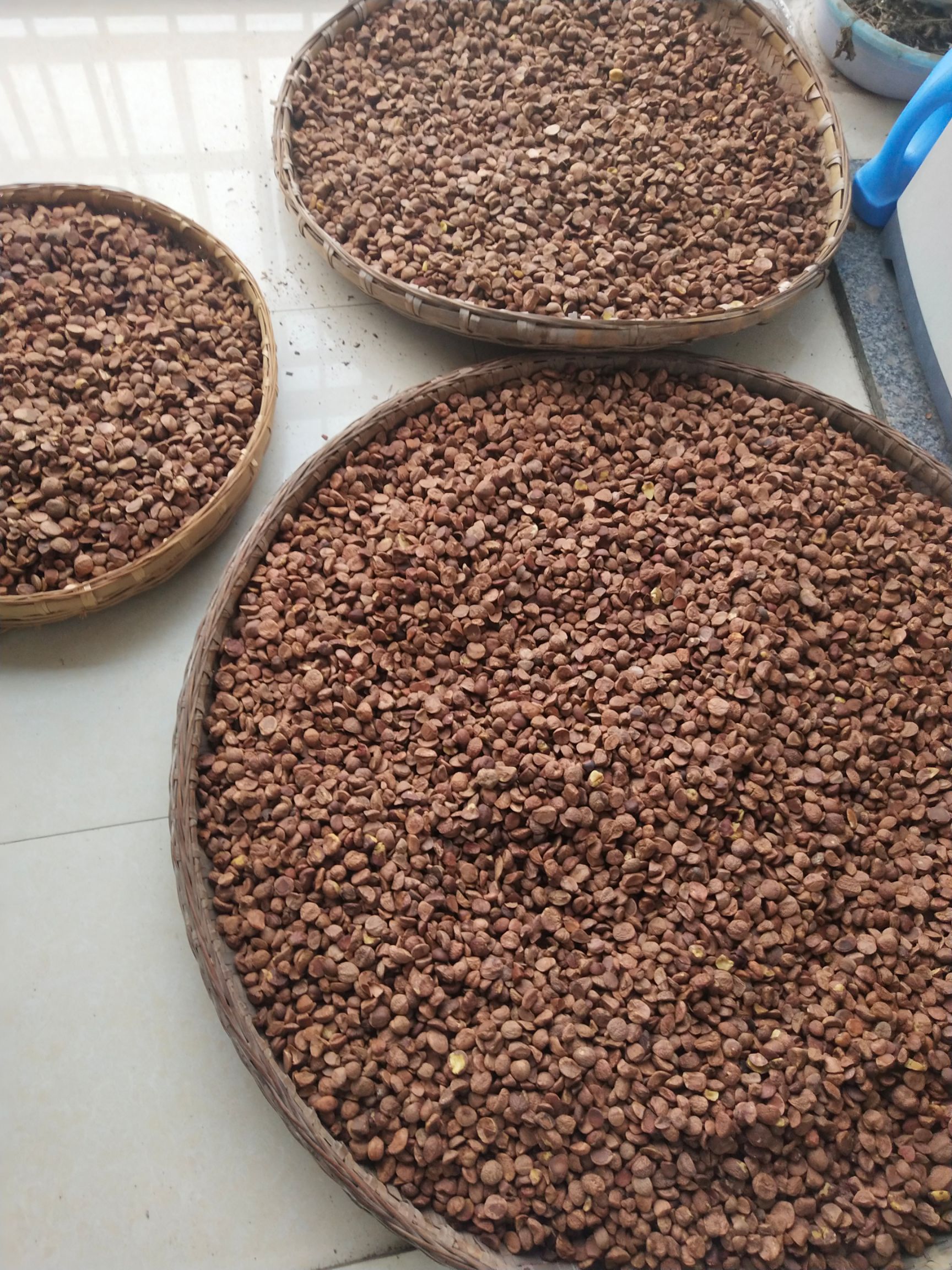 小茶籽 长林系列茶果