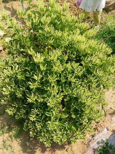 费县四季金银花苗  金银花苗，各种规格，品种齐全，质优价廉。