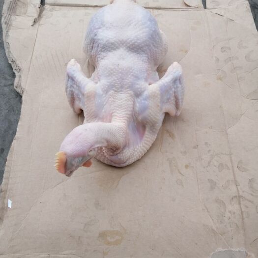 射洪市鸡肉类  正大鲜白条鸡