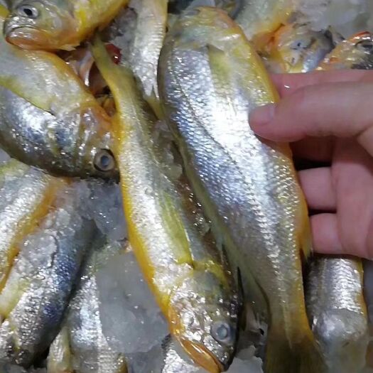 宁波带鱼  黄鱼码头直供，东海海鲜，一手货源，量大的可以来考察
