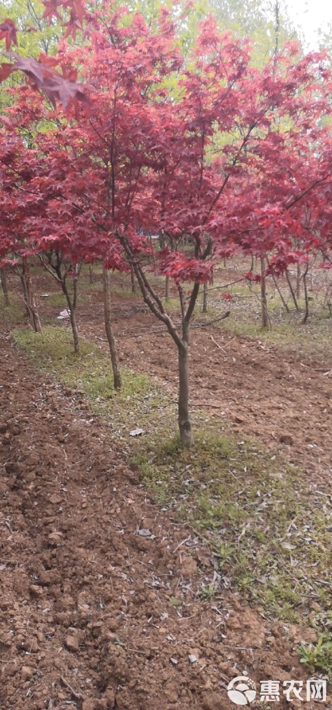 红枫  红枫树苗红枫小苗批发零售