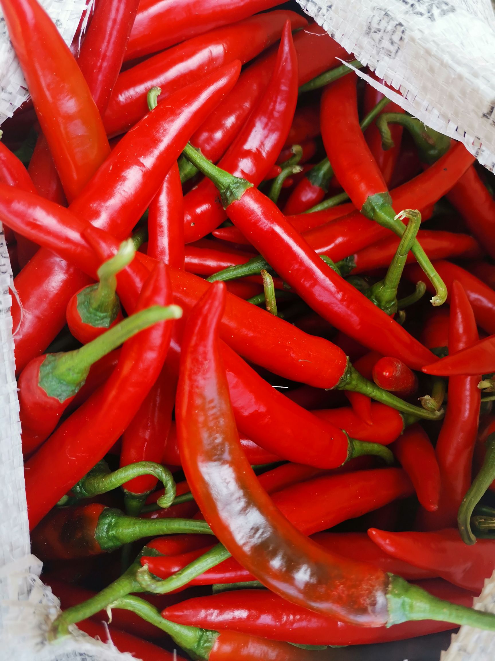 青州市东夏镇杨立伍千亩大棚精品美人椒