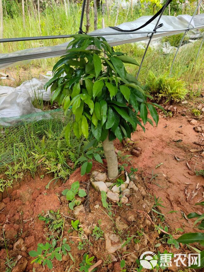 荔枝高压苗 高压荔枝苗，矮化品种