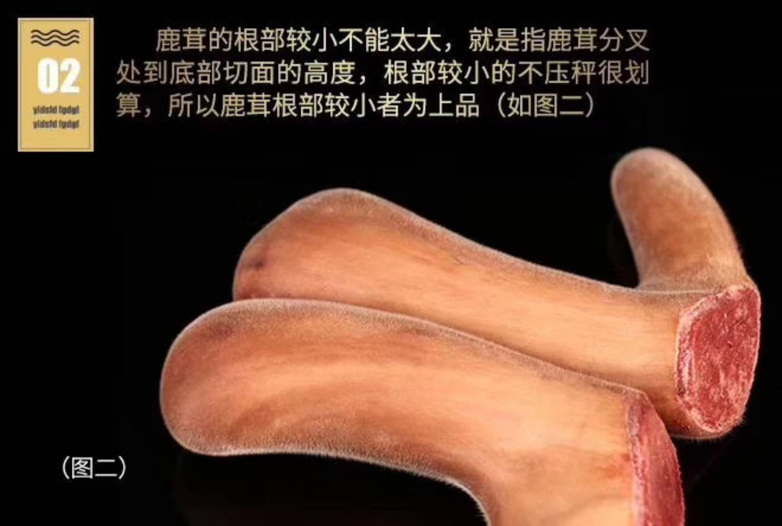 鲜鹿茸整支鲜鹿茸