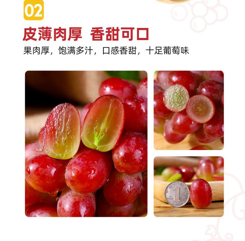克伦生葡萄苗 克伦生无籽红葡萄苗自家育苗品种纯度高南北方均可种【极力推荐】